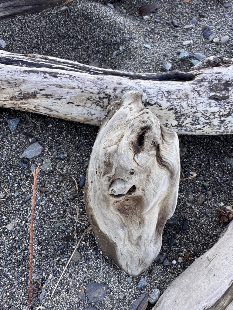 A worn piece of driftwood resting on dark sand beside a larger log, Loreto beach, January 2026