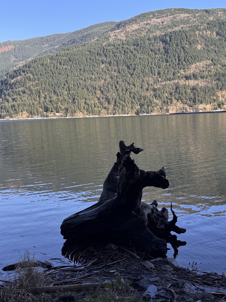 A large, darkened driftwood stump silhouetted at the edge of Harrison Lake, British Columbia, its gnarled roots reaching the water, with forested mountains reflected in the still lake surface and a clear blue sky, February 2026