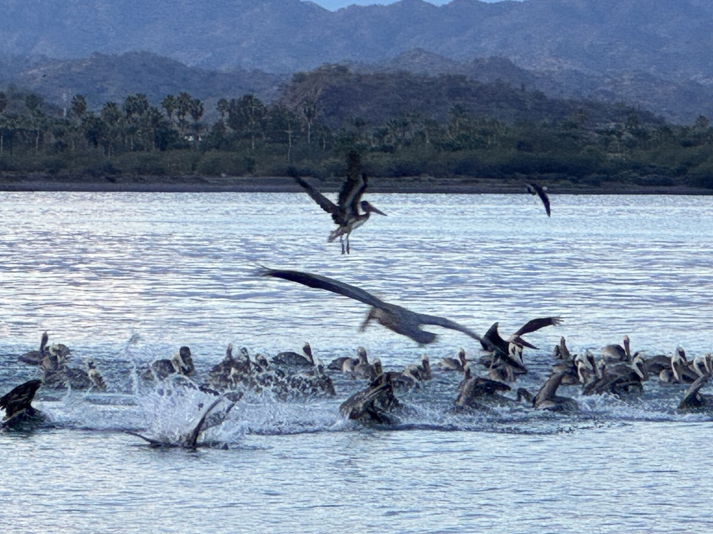 A large flock of brown pelicans diving and feeding in the Sea of Cortez at Loreto, Baja California Sur, wings spread and water churning, with palm trees and mountains on the far shore, January 2026