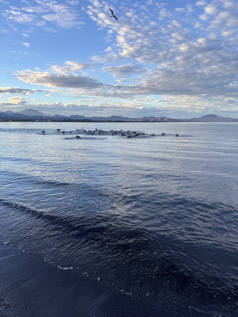 The shoreline of the Sea of Cortez at Loreto, Baja California Sur, with dark sand meeting pale water, pelicans feeding in the middle distance, and the mountains of Baja dissolving in morning light, January 2026