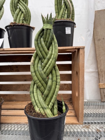 A snake plant with its stems intricately braided together, growing in a black pot on a greenhouse shelf, constrained into an elaborate pattern while still alive.
