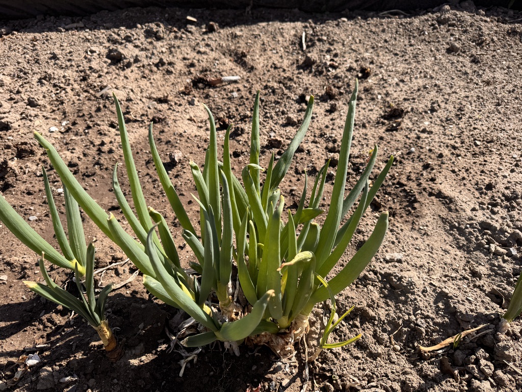 Green shoots emerging from soil