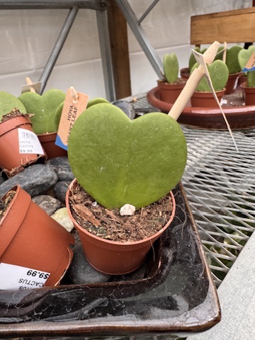 A small heart-shaped cactus in a terracotta pot, labelled and priced, sitting on a greenhouse shelf among other plants.