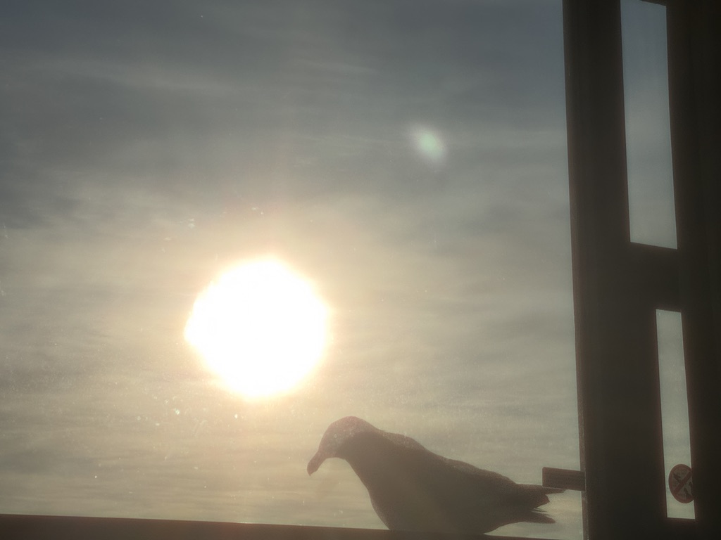 Silhouette of a pigeon perched on a ledge, backlit by a bright sun through a hazy grey sky, photographed through glass.