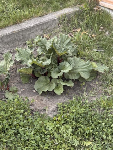 Rhubarb plant with broad leaves growing in a garden bed