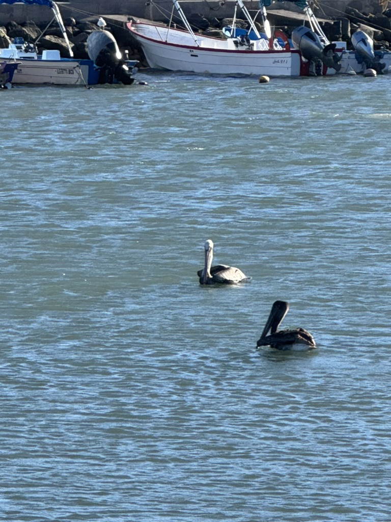 Two brown pelicans floating in the water at Loreto harbour with fishing boats behind