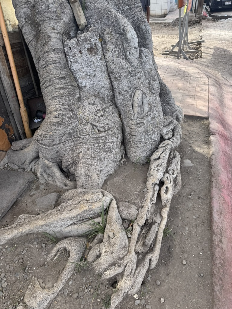 Massive fig tree roots spreading across the ground on the Loreto malécon