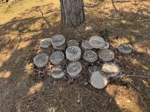 Weathered stone discs arranged in a group beneath a tree, resting on pine needles and dry earth in afternoon light.